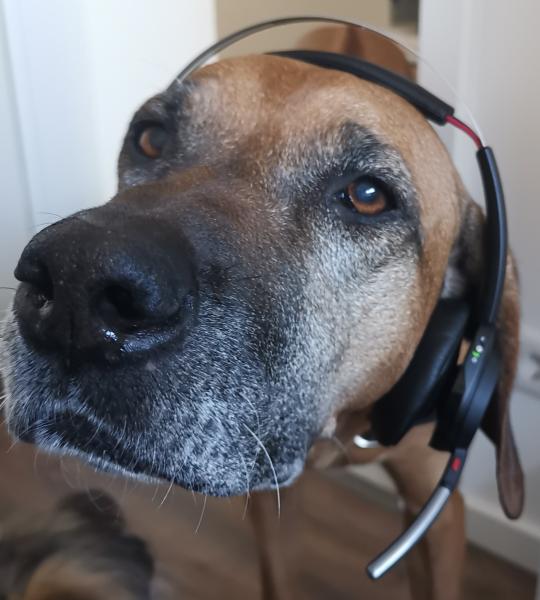 Ernährungsberatung für Hund und Katze, kostenfrei und unverbindlich.